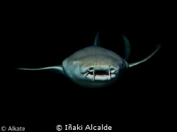 Nurse shark at maldives by Iñaki Alcalde 